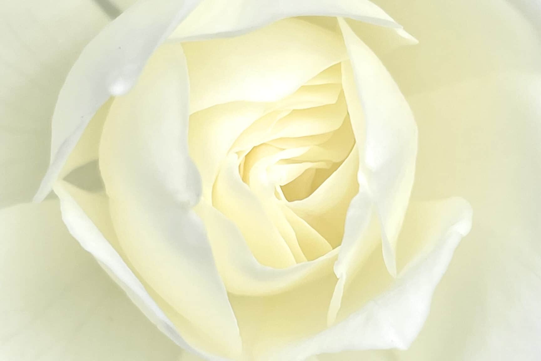 Flower yellow Rose