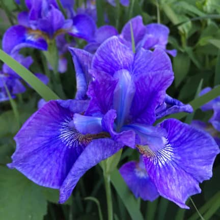 Flower purple Iris