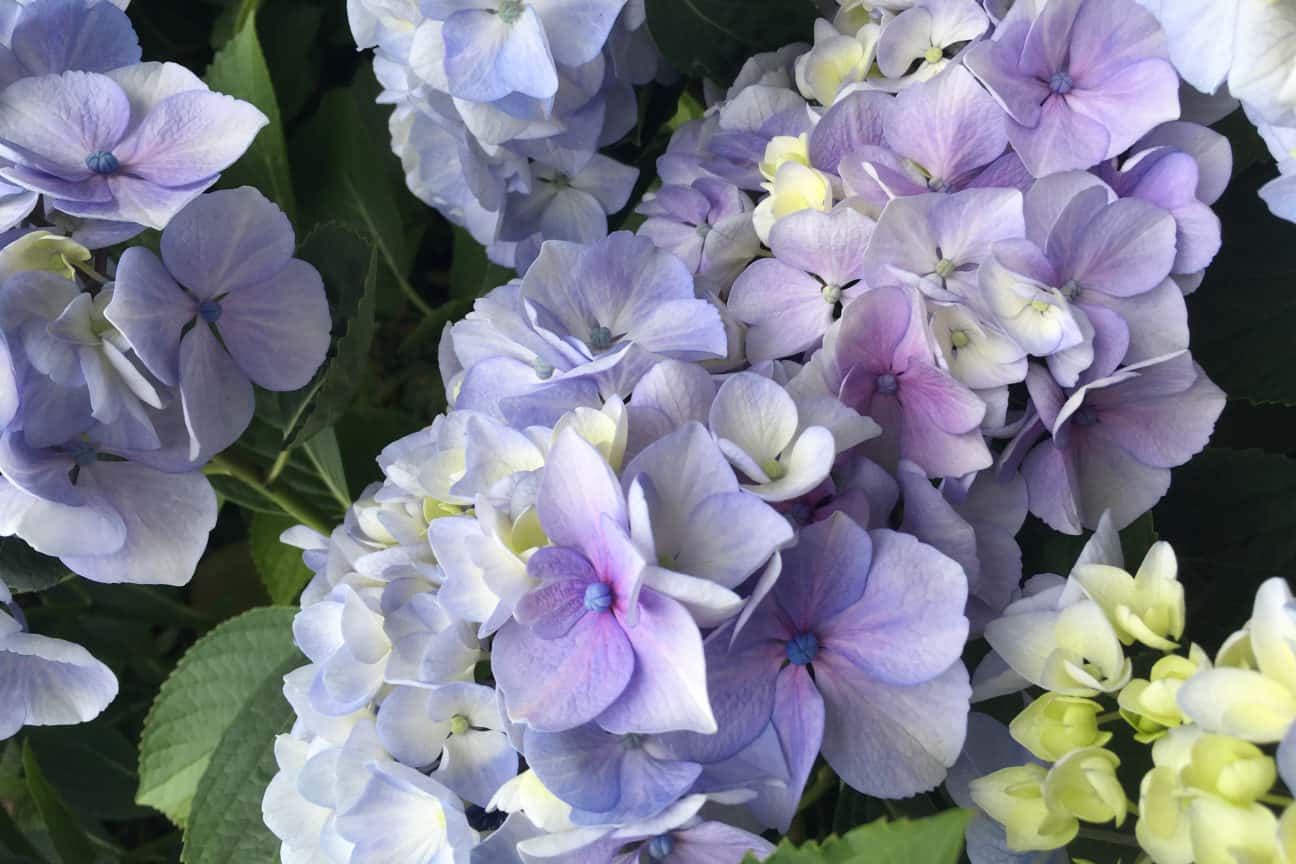 Flowers lavender Hydrangeas