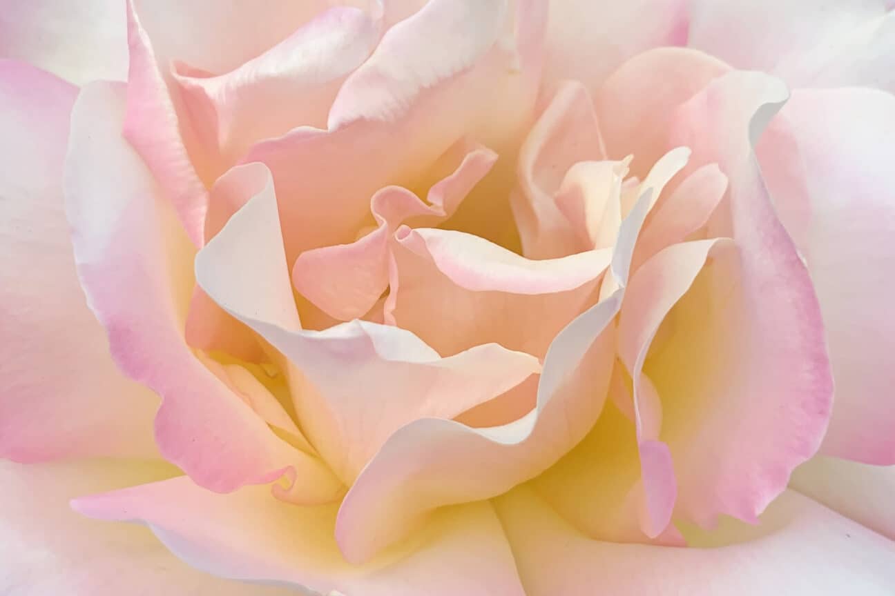 Flower Light Pink Rose