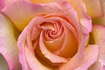 Peace rose