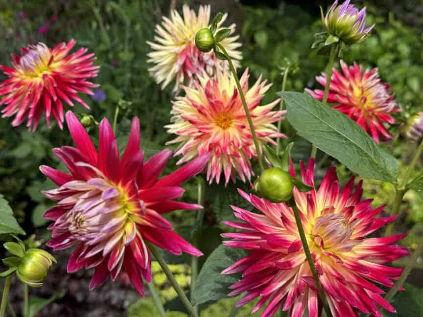 Dahlia flower