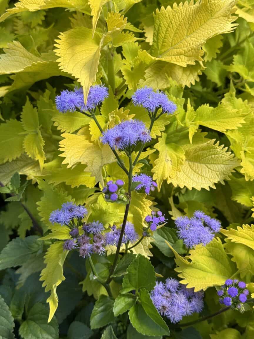 Bluemink flower