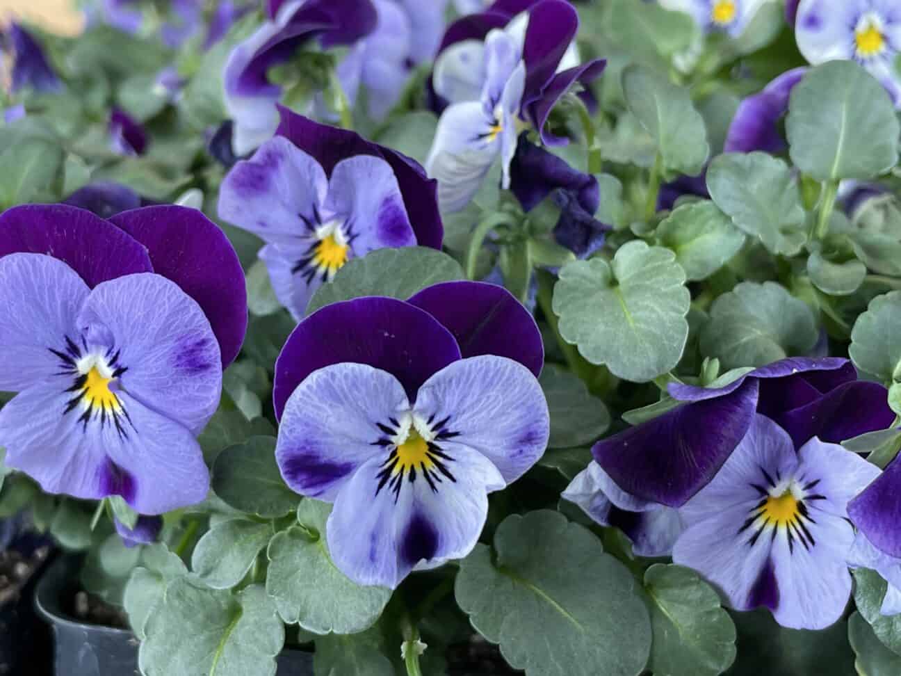 purple pansies