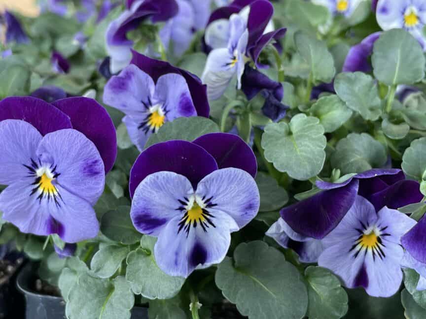 purple pansies